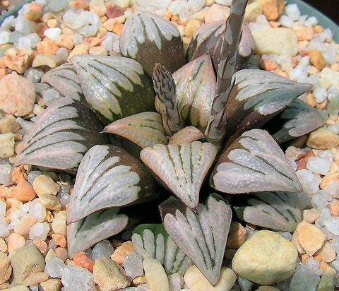 写真6 Lombard Star (2)