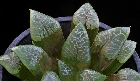 ⑩ 水煙樹 拡大図