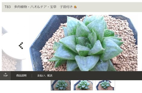 ㉙レツーサ交配-宝草子苗付き