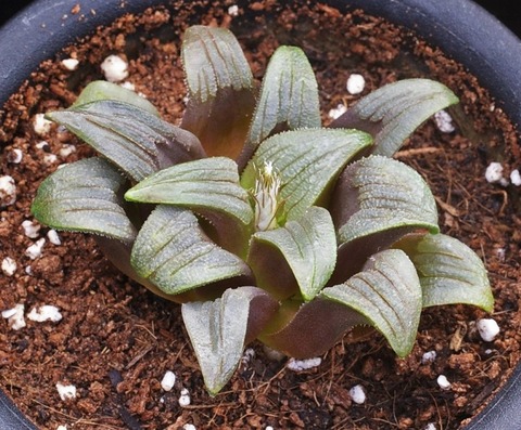 写真10 アトロ 11-57 D=6 (2)