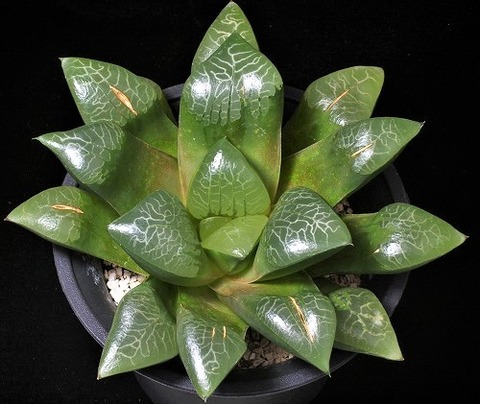 水煙木  D=14.5  LW=3