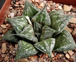 ⑨ H. splendens hyb. 'Black Knight'　D=6.5cm