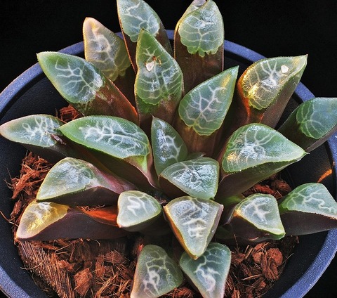 ⑧ 雨だれ 径13cm