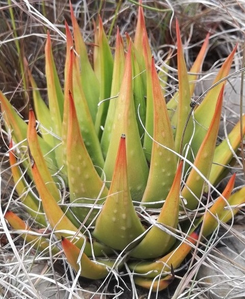 写真９　stevenii１