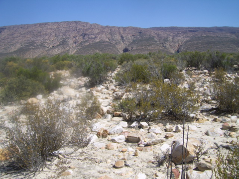 ohkuwai が2本見える。