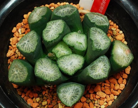 0219 万象 実方一雄