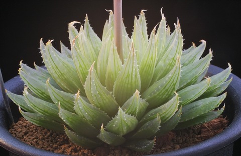 写真3 H. crystallina ‛ナタデココ’'