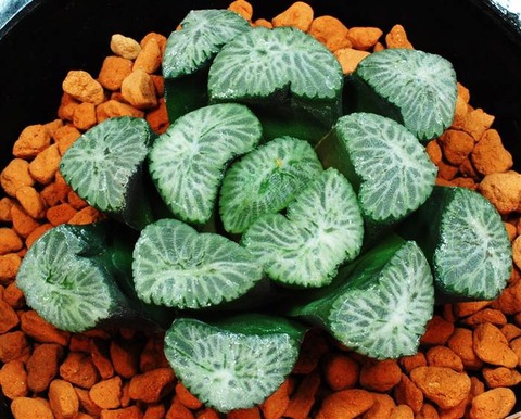 0231 白鳥 山本洋史