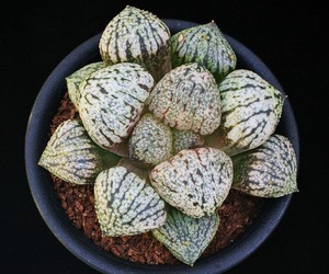 ⑦ Picta 「玉白銀」　D=8.5cm LW=3cm