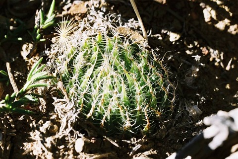 現地写真 H. joubertii MH 03-300 Vleiland