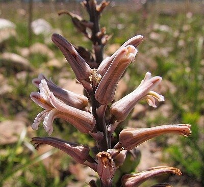 写真５　Rotterdam flowers (2)