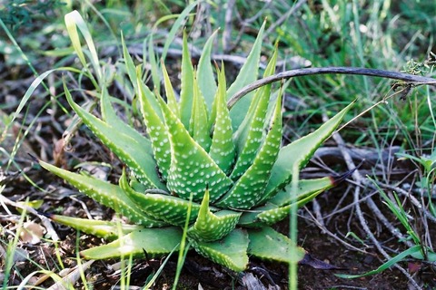 写真(2) H. kingiana Rooiheuwel, Klein-Brakrivier 2003.5