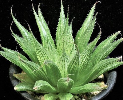 ④ジェラシー (3)