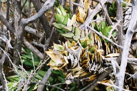 H. hallii Koup