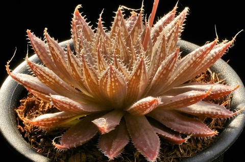 Photo 10 H. citrina nom. nud. D=9.5