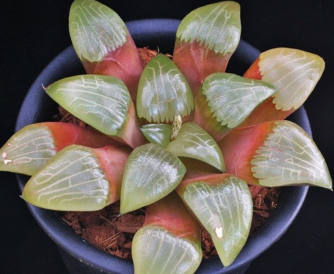 写真3 天満宮 D=15 LW=3