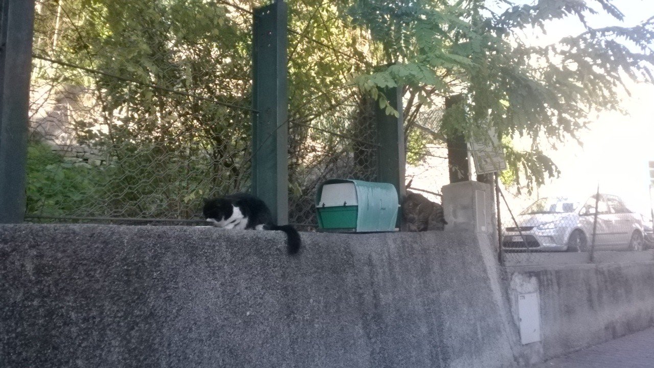 台南も野良猫が太ってるけど イタリアのサンレモも野良猫が太ってる 野良猫が太ってる町はイイ Hsp Hss エンパス あとサイキックちょっと入ってるらしいよ 向いてること続ければ誰でも幸せになれるよ 星のお墨付きマダム バタフライの冒険譚 台南も野良猫が太ってるけど イタリアのサンレモも野良猫が太ってる 野良猫が太ってる町はイイ Hsp Hss エンパス あとサイキックちょっと入ってるらしいよ 向いてること続ければ誰でも幸せになれるよ 星のお墨付きマダム バタフライの冒険譚