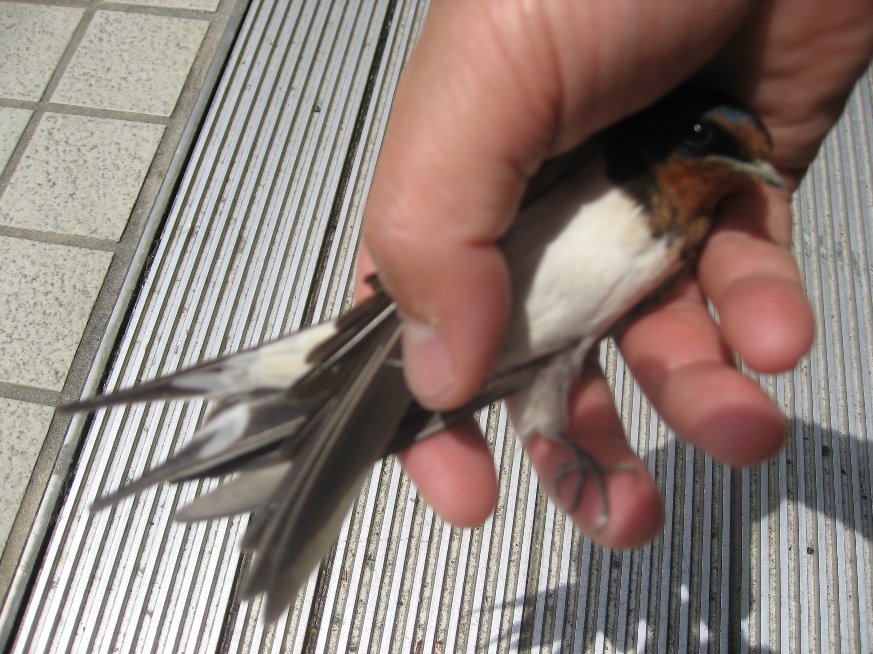 ツバメ捕獲 店長日記