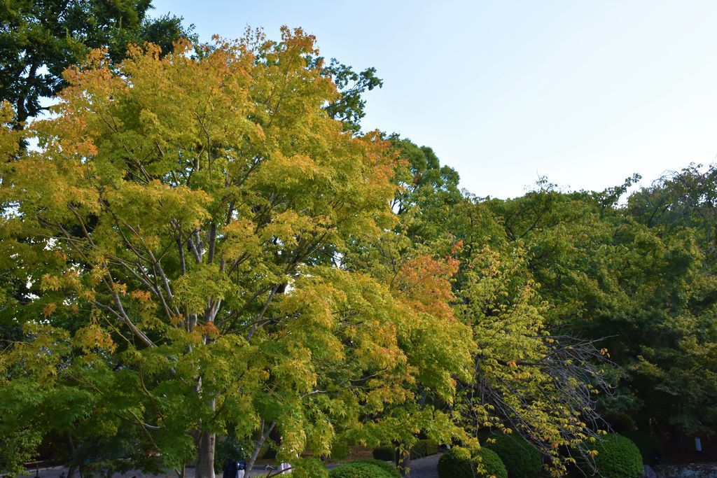 DSC_0595 - ¥³¥Ô¡¼