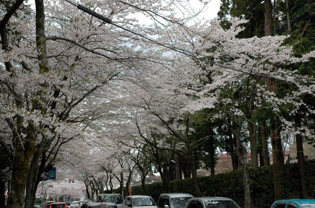 御殿場 秩父宮記念公園 桜まつり デジカメブログ 日々の記録