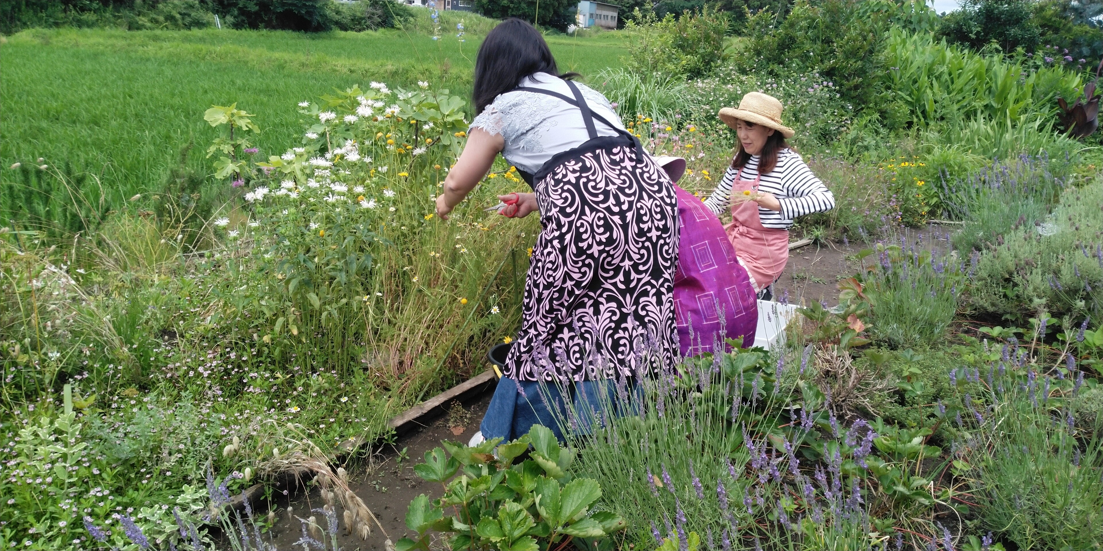 ダイヤーズカモミールで染める Broom香房 里山ハーブ暮らし