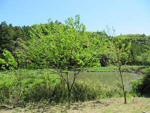 いすみの庭2012 5月 007