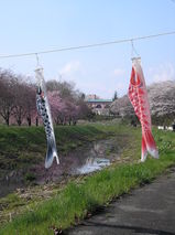 さくらとこいのぼり
