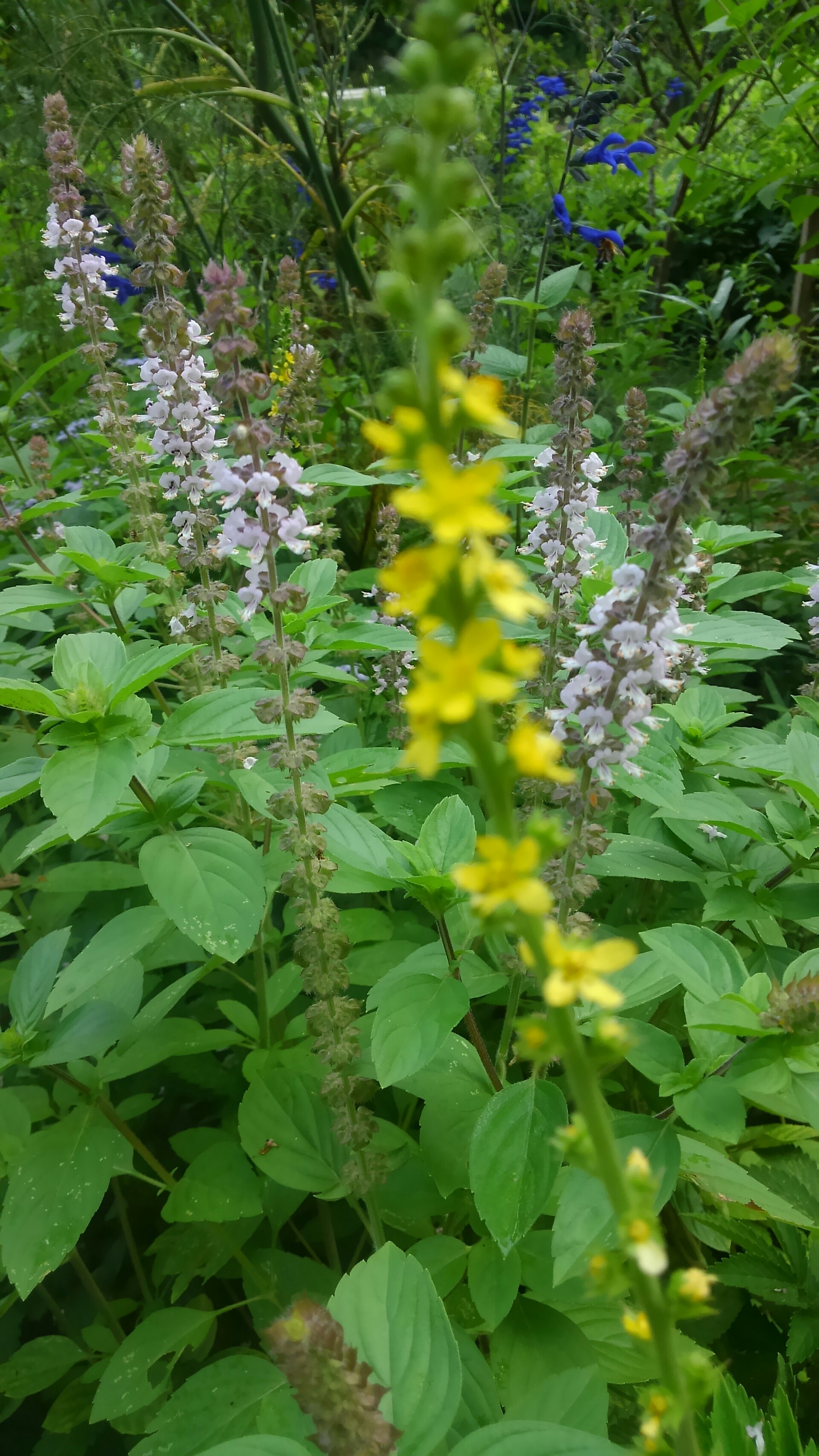 夏の庭で花やハーブを摘んで Broom香房 里山ハーブ暮らし