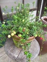 2011 8月日記 049