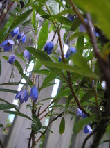 庭と植物 007