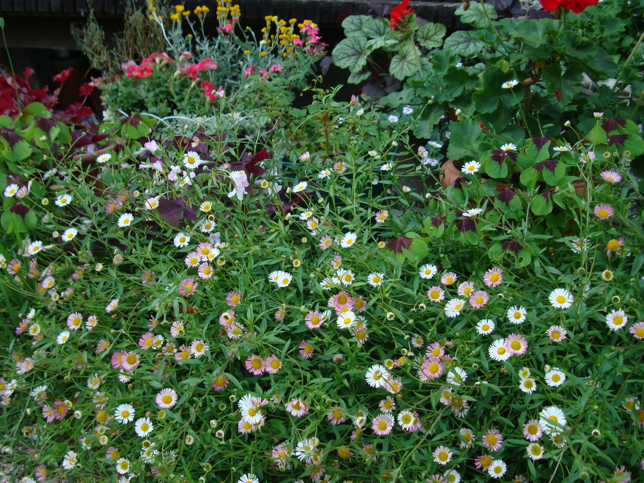 初夏のプランツ バラとのお供に ようこそ 私の午後時間