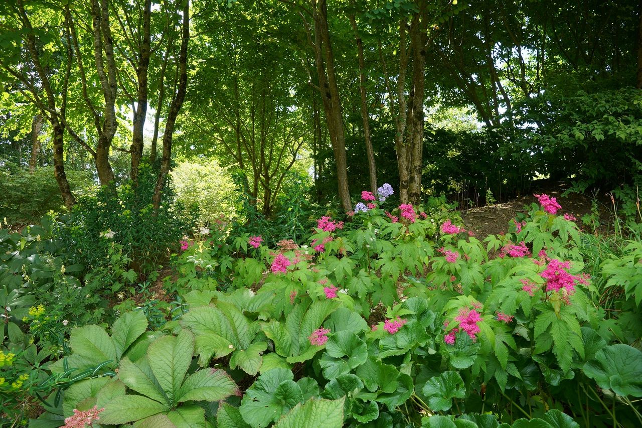 Wildside Nursery その２ 訪問に際して 18夏旅no 5７ ようこそ 私の午後時間