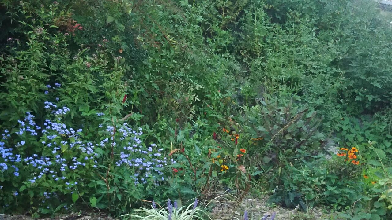 私にとってのreliableな植物とフジバカマ ようこそ 私の午後時間 私にとってのreliableな植物とフジバカマ ようこそ 私の午後時間