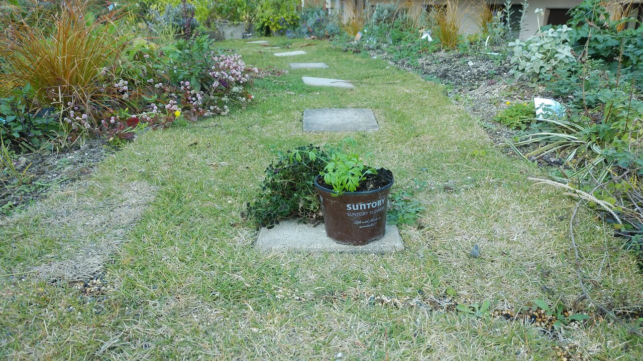 好みは変わらない 記憶の彼方の選択苗 と背景の黒葉グランドカバー ようこそ 私の午後時間