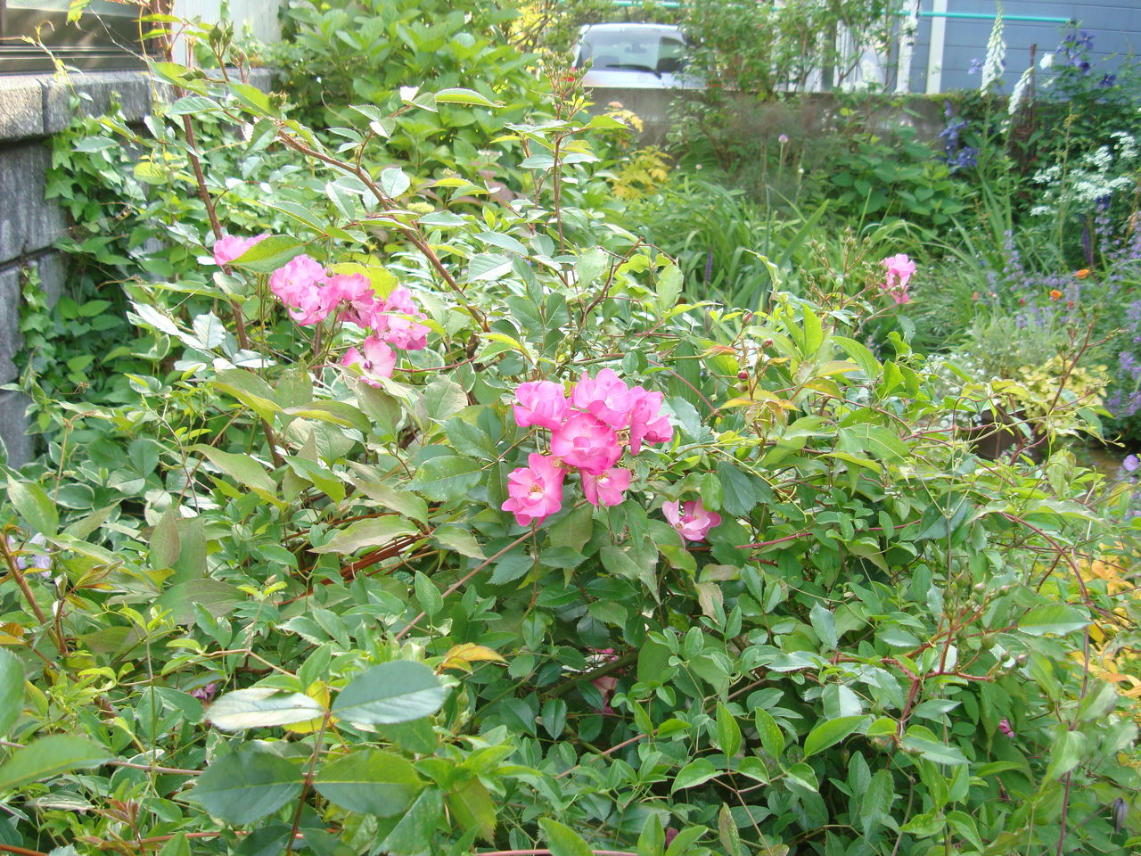 ラベンダードリーム うちのバラ３ ようこそ 私の午後時間