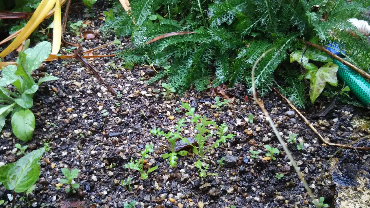 直播にトライ ようこそ 私の午後時間