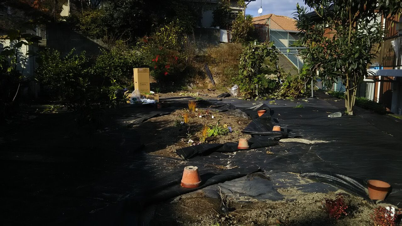 強健なグランドカバーその２ 姉宅庭のサンゴミズキ植え込み作業と ようこそ 私の午後時間