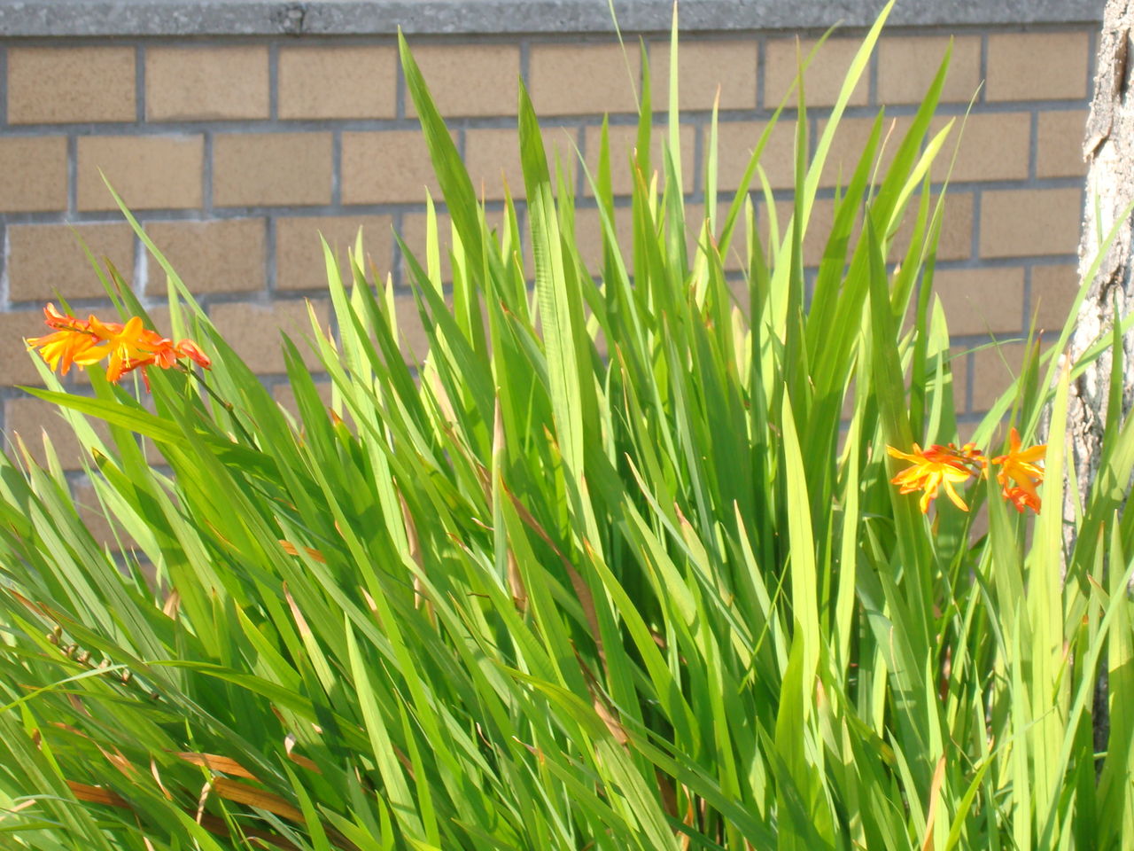 冬のクロコスミア ようこそ 私の午後時間