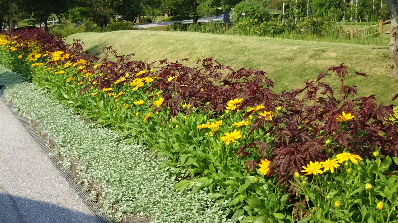 New Perennialsとold Perennials 新しい宿根草 古い宿根草 ようこそ 私の午後時間 New Perennialsとold Perennials 新しい宿根草 古い宿根草 ようこそ 私の午後時間