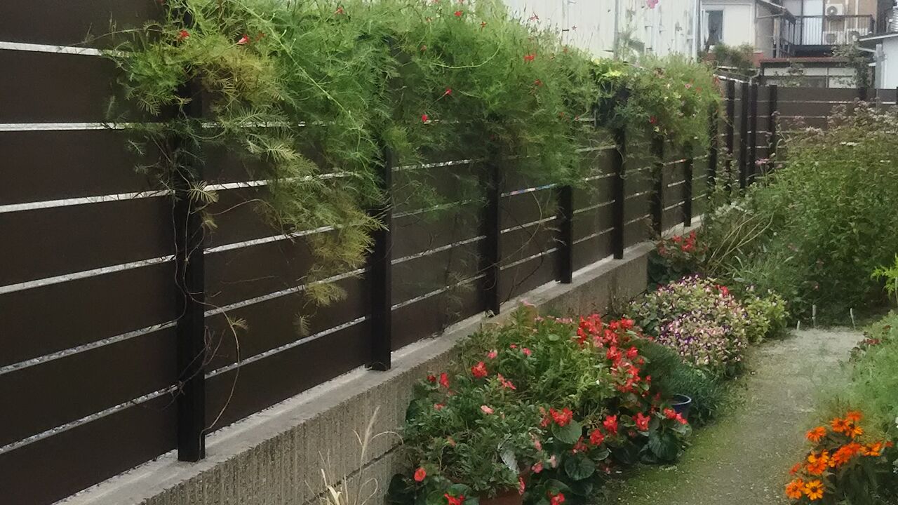 私にとってのreliableな植物とフジバカマ ようこそ 私の午後時間 私にとってのreliableな植物とフジバカマ ようこそ 私の午後時間