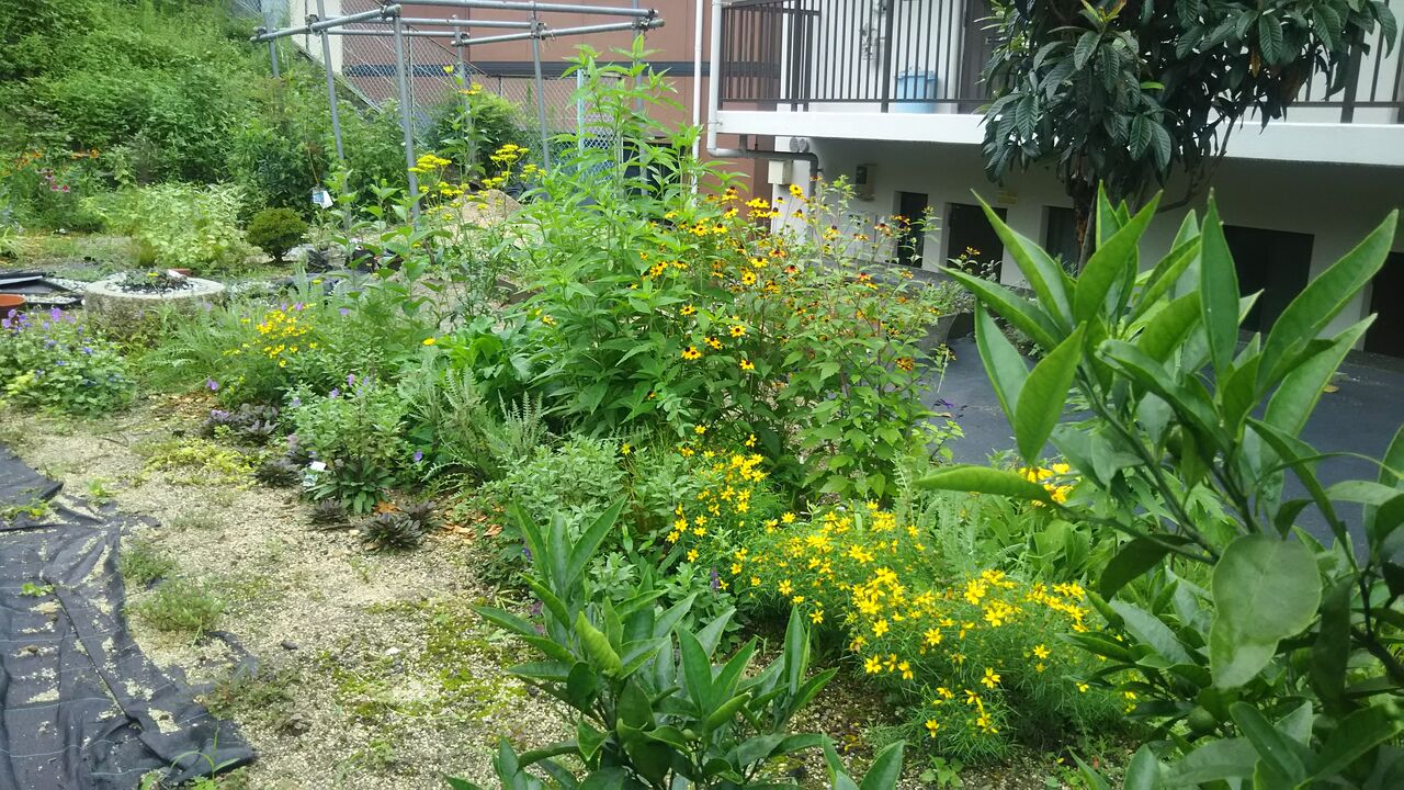 植栽は全方位 夏のスパイク ようこそ 私の午後時間