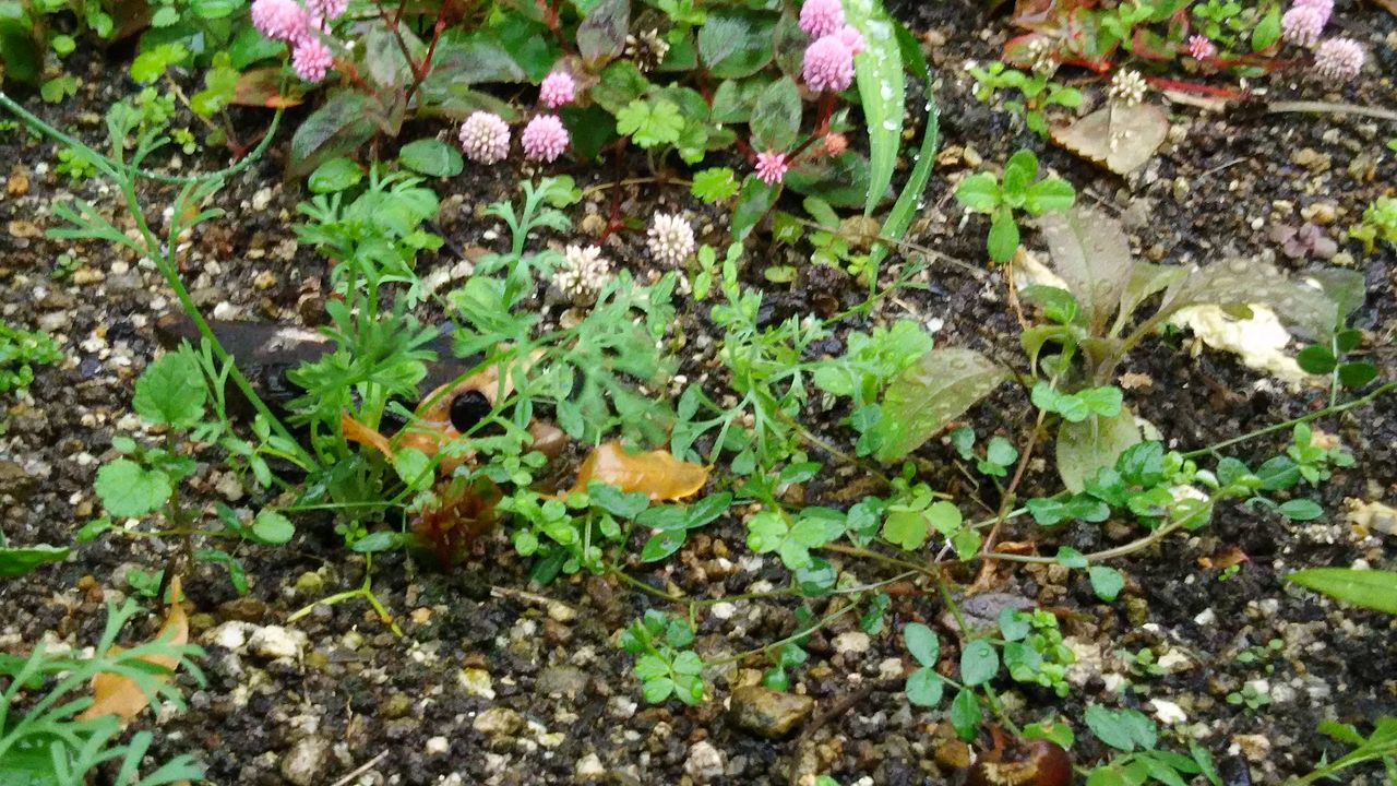 直播にトライ ようこそ 私の午後時間