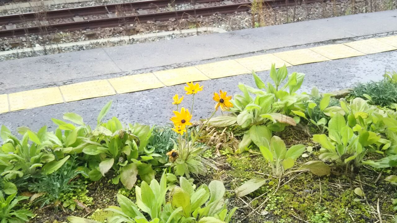 冬のルドベキア 宇部の街で思ったこと ようこそ 私の午後時間 冬のルドベキア 宇部の街で思ったこと ようこそ 私の午後時間