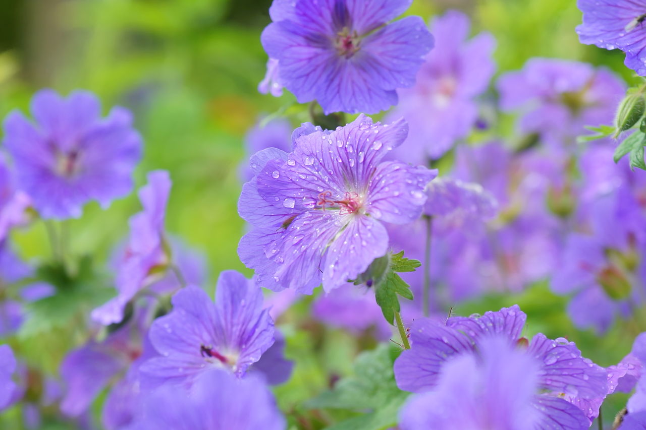 New Perennialsとold Perennials 新しい宿根草 古い宿根草 ようこそ 私の午後時間 New Perennialsとold Perennials 新しい宿根草 古い宿根草 ようこそ 私の午後時間