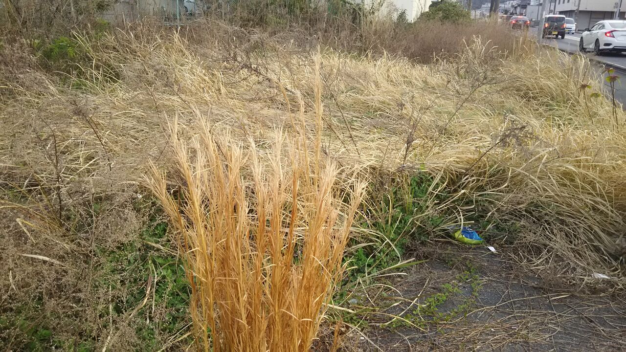 それは余りにも普通の風景 ナチュラリスティック植栽の冬について考えた ようこそ 私の午後時間