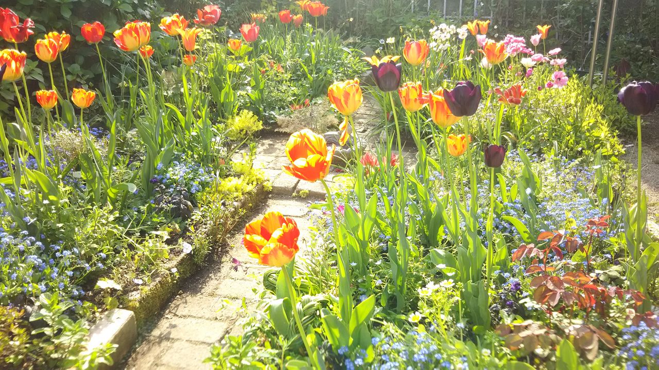 ２０１９春実家庭 チューリップ風景中期 : ようこそ、私の午後時間