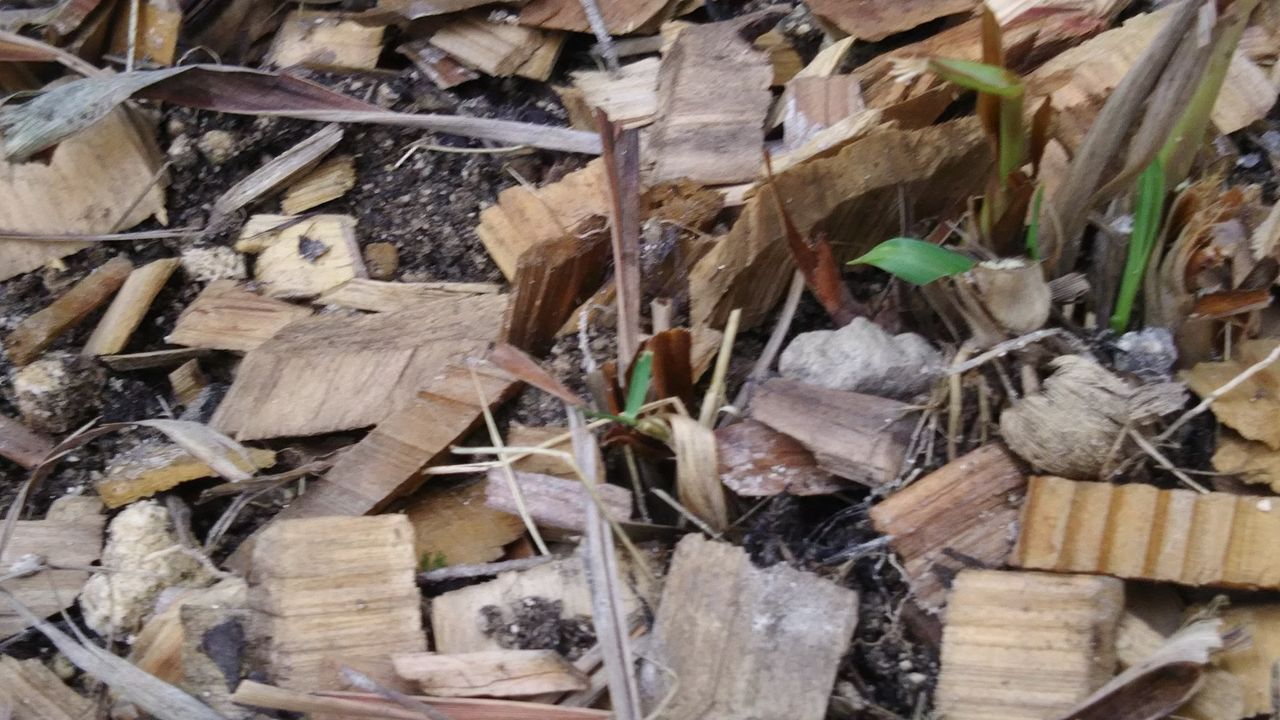 ようこそ 私の午後時間 実家庭 うちの庭