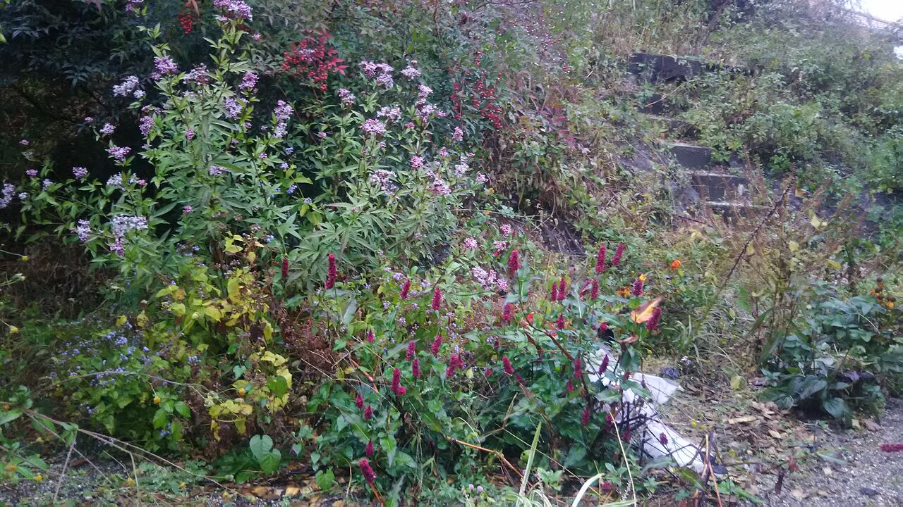 秋の終わりに フジバカマとペリシカリアブラックフィールド ようこそ 私の午後時間 秋の終わりに フジバカマとペリシカリアブラックフィールド ようこそ 私の午後時間