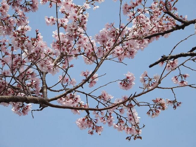 尾根緑道の 桜の種類 と他の花達 Htkirako395のblog