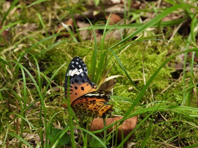 小山内裏公園から南大沢までの様子 Htkirako395のblog 小山内裏公園から南大沢までの様子 Htkirako395のblog